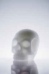 Totenschädel Modell auf weiß mit Spiegelung