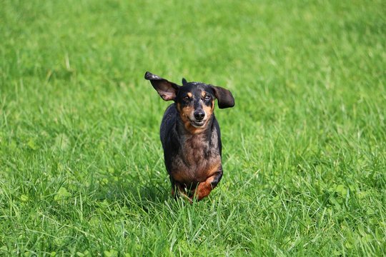 kleiner rennender Tigerdackel im Park