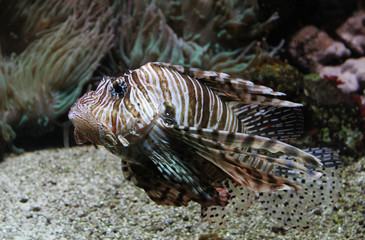 red lionfish (Pterois volitans)