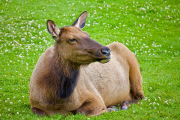 Female Elk resting / Large deer animal closeup