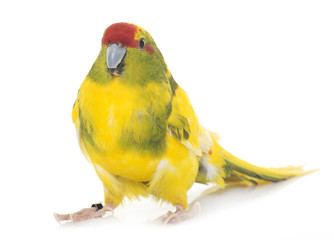 Red-fronted Kakariki parakeet