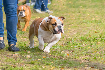 English Bulldog Close-up