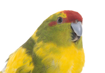 Red-fronted Kakariki parakeet