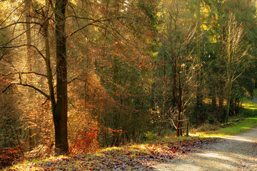 Colourful sidelit trees along a path