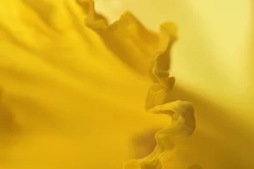 Printed kitchen splashbacks Narcissus Extreme close up of a daffodil