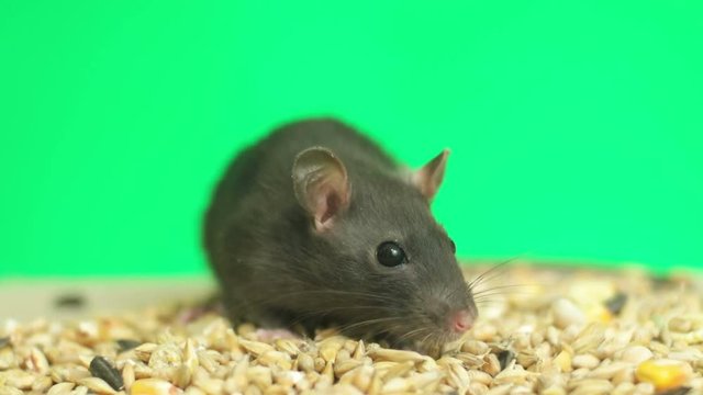 rat sniffs wheat on a green background