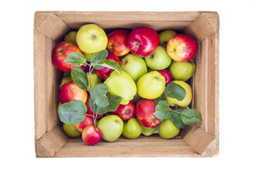 Red and green apples in wooden box