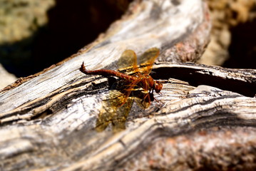 Fliegen