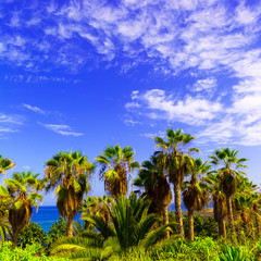 Fototapeta na wymiar Tropical background. Palms and ocean Canary Islands