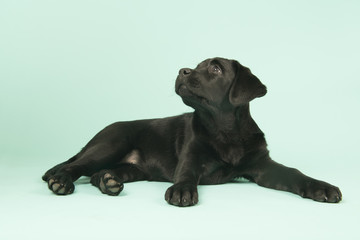 Fototapeta premium Chocolate Labrador puppy on green background