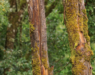 Fototapeta premium EL OTOÑO EN EL BOSQUE