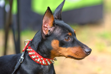 Doberman Pinscher dog close-up