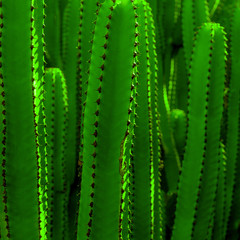Background  green cactus Fashion print. Minimal art