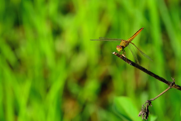 dragonfly