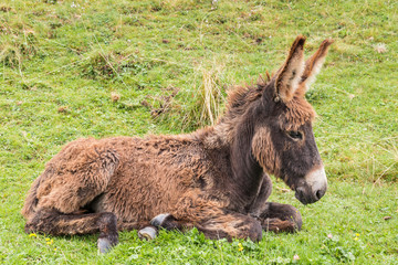 newborn brown donkey foal lying on grass