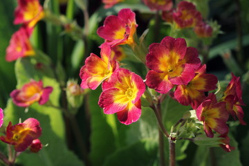 Perennial primrose or primula in the spring garden. Spring primroses flowers, primula polyanthus. The beautiful red colors primrose flowers garden