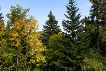 Fototapeta na wymiar variety of trees in autumn forest