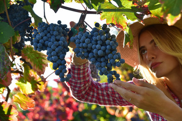 Ragazza che vendemmia