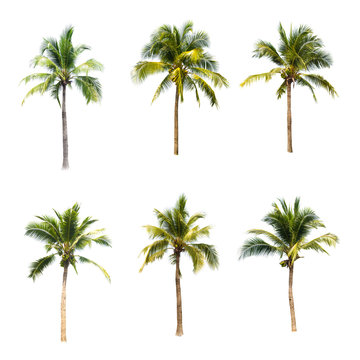 Coconut tree on white background 
