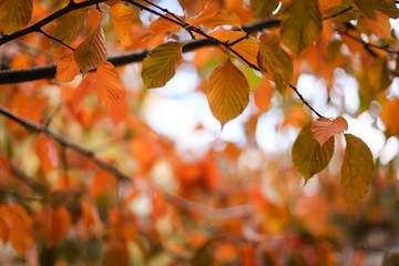 Fototapeta na wymiar осенние листья на деревьях, золотая осень 
