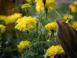 Portrait of yellow flower blossoms in a flower bed