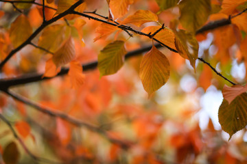 осенние листья на деревьях, золотая осень 