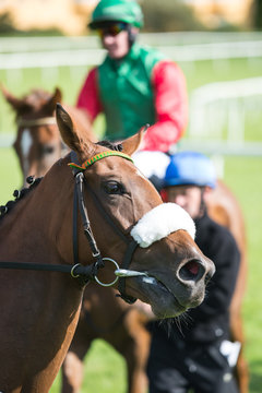 Close-up on a race horse on the track
