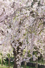 しだれ桜