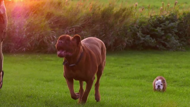 girl and her mastiff run in sunset while bulldog puppy tries to keep up 4k