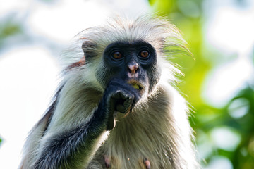 Zanzibar red colobus or Procolobus kirkii