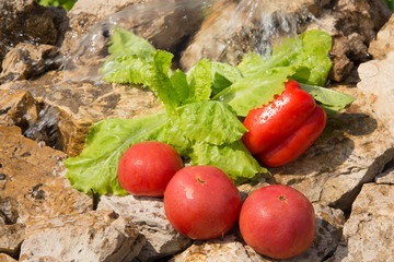 Summer. Healthy food, vegetables. Country life. 