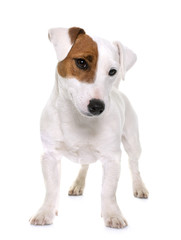 young jack russel terrier