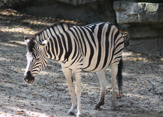 Chapman's zebra (Equus quagga chapmani)