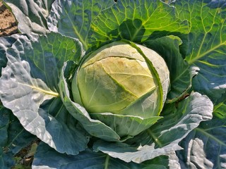 Fototapeta premium cabbage from my garden