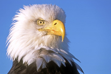 Head of beautiful Bald Eagle against  blue sky