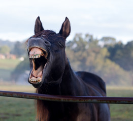 Yawning Horse