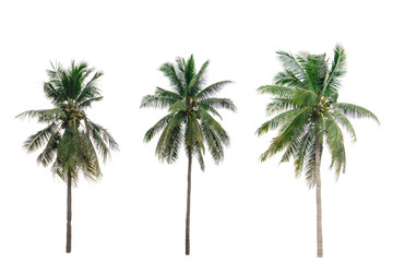 collection  coconut tree isolated isolated on white background