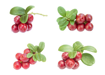 four cowberries - cranberries with big leaves on the white background isolated