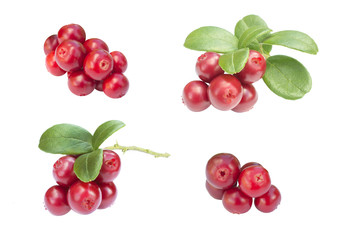 four cowberries - cranberries with and without leaves on the white background isolated