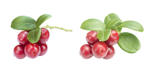 two cowberries - cranberries with leaves on the white background isolated
