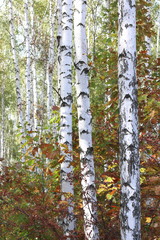 Panele Szklane Podświetlane  Piękne brzozy w lesie wczesną jesienią