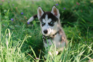 Little husky dog at green grass