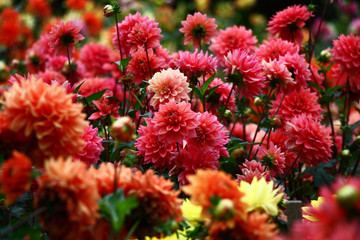 Dahlias dans les tons rouges./Dans un parterre de fleurs une quantité considérable de fleurs de dahlias avec des pétales dans divers tons de couleur rouge.