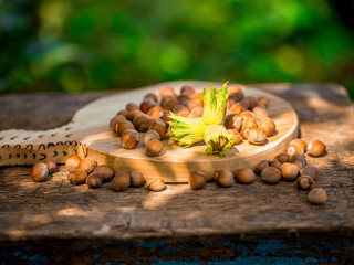 Hazelnuts, nuts, hazel, nut, bio