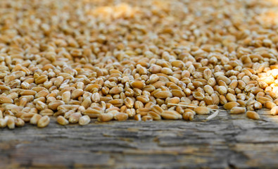 Wheat, cereals,seed
