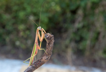 Mantis on a branch.