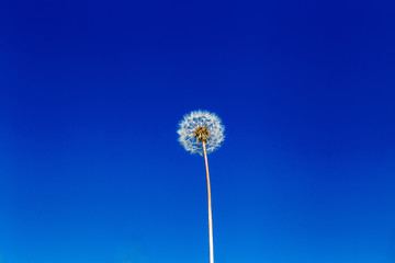 Fototapeta premium dandelion, flower