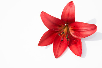 One beautiful flower. 