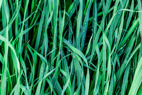 Grass, green