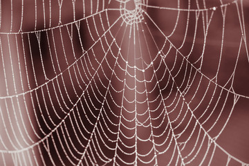 Gothic web in blood red